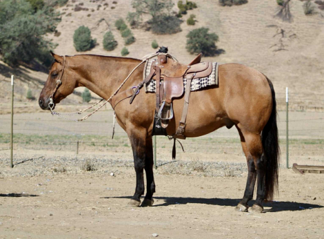 HorseID: 2303900 KGS Latigo Dun Skip - PhotoID: 1086792