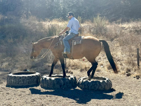 HorseID: 2303900 KGS Latigo Dun Skip - PhotoID: 1086793