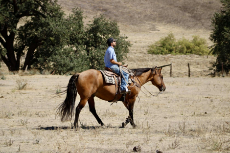 HorseID: 2303900 KGS Latigo Dun Skip - PhotoID: 1086794