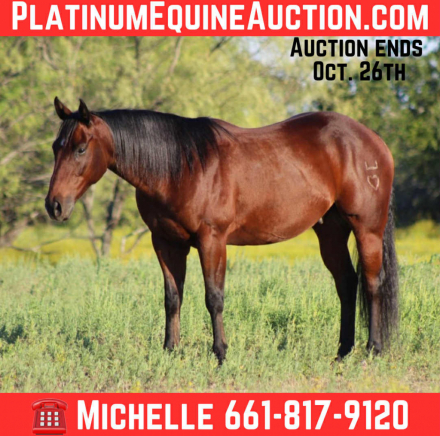 HorseID: 2303901 Abracadabra Star - PhotoID: 1086769