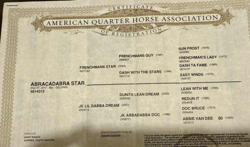 HorseID: 2303901 Abracadabra Star - PhotoID: 1086770