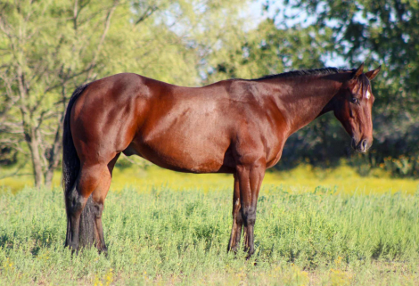 HorseID: 2303901 Abracadabra Star - PhotoID: 1086771