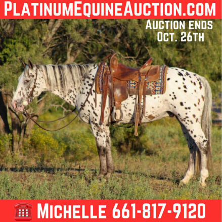 HorseID: 2303902 A1 M$ - PhotoID: 1086766