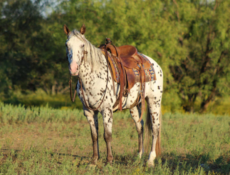 HorseID: 2303902 A1 M$ - PhotoID: 1086767