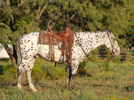 HorseID: 2303902 A1 M$ - PhotoID: 1086768