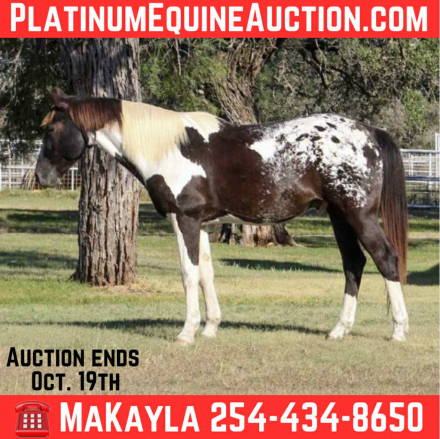 HorseID: 2303903 Apache MW - PhotoID: 1086773