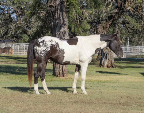 HorseID: 2303903 Apache MW - PhotoID: 1086774