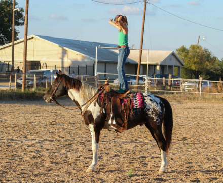 HorseID: 2303903 Apache MW - PhotoID: 1086775