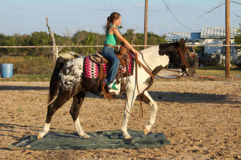 HorseID: 2303903 Apache MW - PhotoID: 1086776