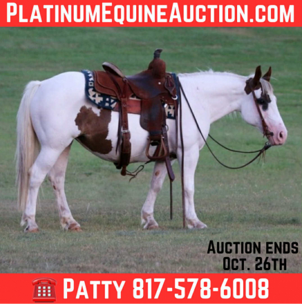 HorseID: 2303912 Patty Cake TS - PhotoID: 1086795
