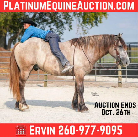 HorseID: 2303913 Badger PS - PhotoID: 1086781