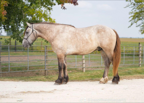 HorseID: 2303913 Badger PS - PhotoID: 1086782