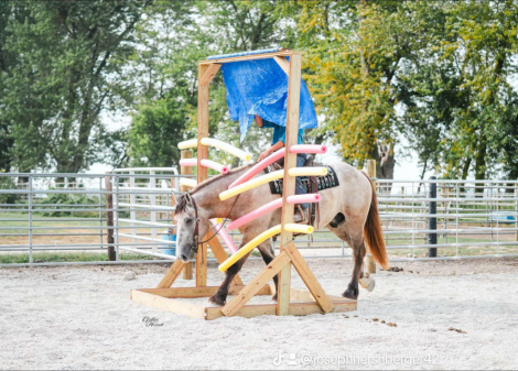 HorseID: 2303913 Badger PS - PhotoID: 1086783