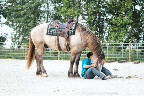 HorseID: 2303913 Badger PS - PhotoID: 1086784