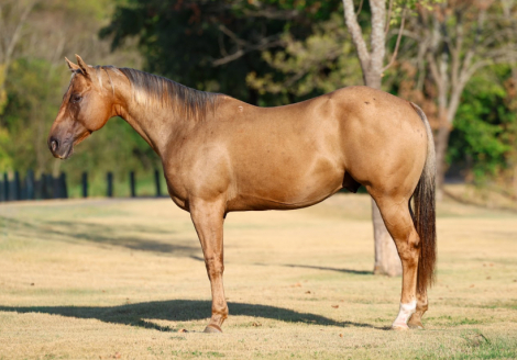HorseID: 2303913 PARSONS SHININGSPARK - PhotoID: 1099078