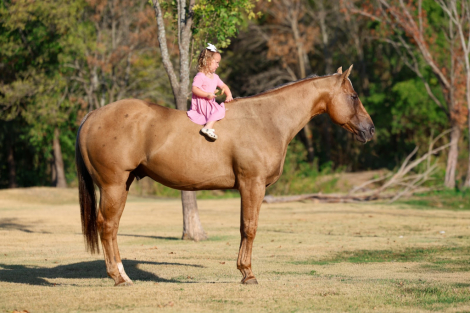 HorseID: 2303913 PARSONS SHININGSPARK - PhotoID: 1099079