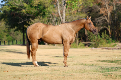 HorseID: 2303913 PARSONS SHININGSPARK - PhotoID: 1099080