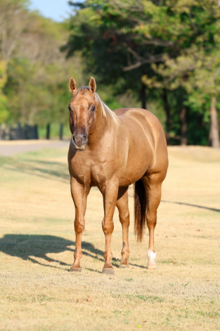 HorseID: 2303913 PARSONS SHININGSPARK - PhotoID: 1099081