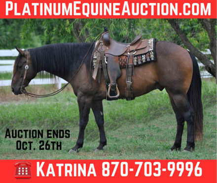 HorseID: 2303914 Baloo KG - PhotoID: 1086785