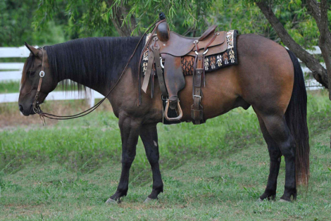 HorseID: 2303914 Baloo KG - PhotoID: 1086786