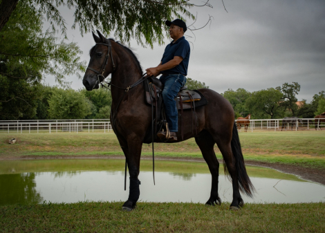 HorseID: 2303920 U-Asher Ben Sjoerd - PhotoID: 1086717