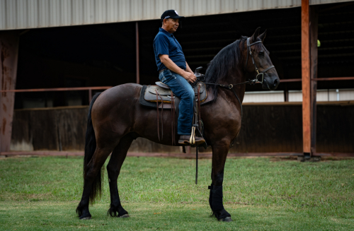 HorseID: 2303920 U-Asher Ben Sjoerd - PhotoID: 1086718