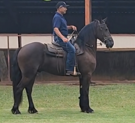 HorseID: 2303920 U-Asher Ben Sjoerd - PhotoID: 1087574