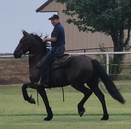HorseID: 2303920 U-Asher Ben Sjoerd - PhotoID: 1087575