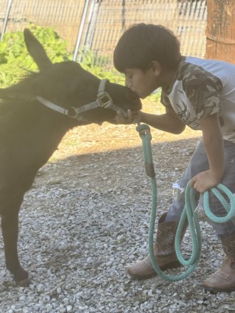 HorseID: 2303923 Mediterranean Mini Donkey - PhotoID: 1086721