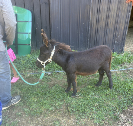 HorseID: 2303923 Mediterranean Mini Donkey - PhotoID: 1086722