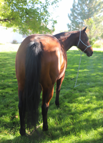 HorseID: 2303924 A Chiquita Lena - PhotoID: 1086723