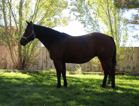 HorseID: 2303924 A Chiquita Lena - PhotoID: 1086725