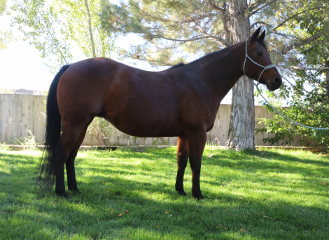 HorseID: 2303924 A Chiquita Lena - PhotoID: 1086726