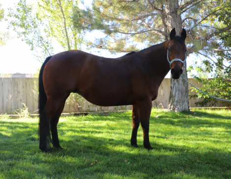 HorseID: 2303924 A Chiquita Lena - PhotoID: 1086727