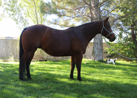 HorseID: 2303924 A Chiquita Lena - PhotoID: 1086728