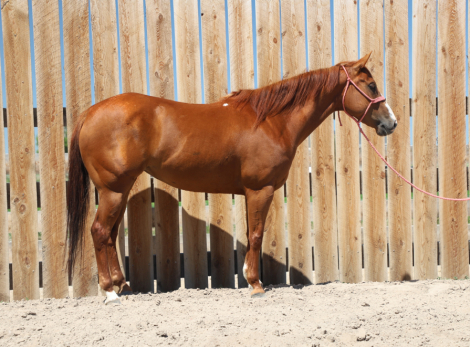 HorseID: 2303926 Dun Bein Banka - PhotoID: 1086729