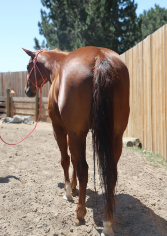 HorseID: 2303926 Dun Bein Banka - PhotoID: 1086730