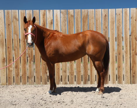 HorseID: 2303926 Dun Bein Banka - PhotoID: 1086731