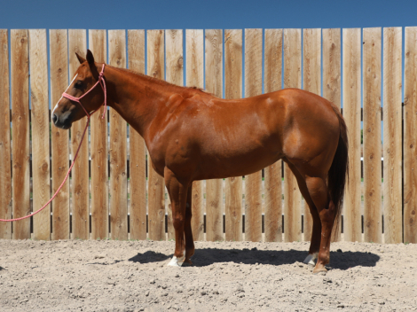 HorseID: 2303926 Dun Bein Banka - PhotoID: 1086732