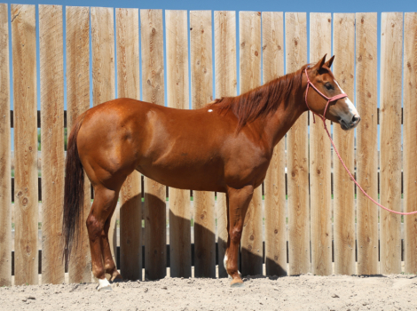 HorseID: 2303926 Dun Bein Banka - PhotoID: 1086733