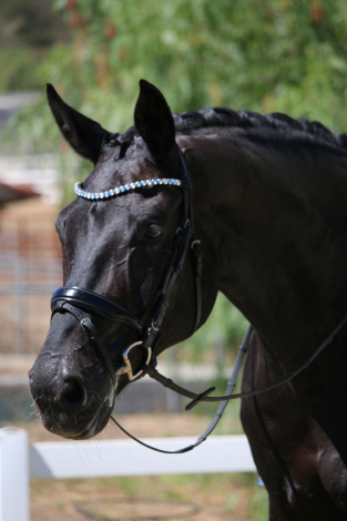 HorseID: 2303929 Furst Von Damme - PhotoID: 1086734