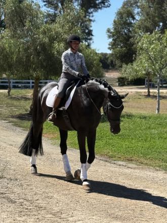 HorseID: 2303929 Furst Von Damme - PhotoID: 1086735