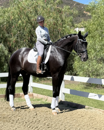 HorseID: 2303929 Furst Von Damme - PhotoID: 1086736