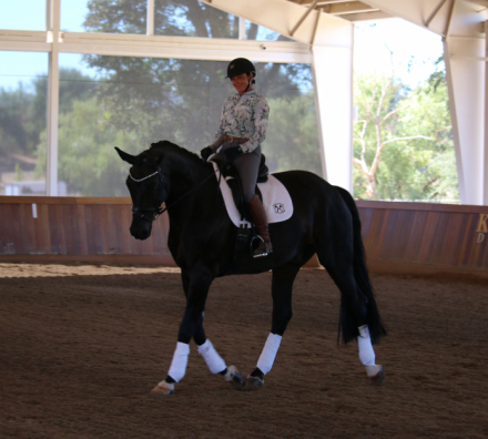 HorseID: 2303929 Furst Von Damme - PhotoID: 1086737