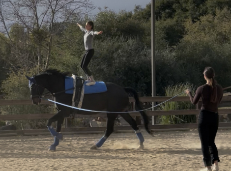 HorseID: 2303929 Furst Von Damme - PhotoID: 1086738