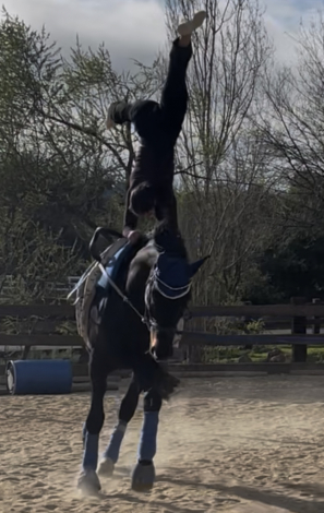 HorseID: 2303929 Furst Von Damme - PhotoID: 1086739