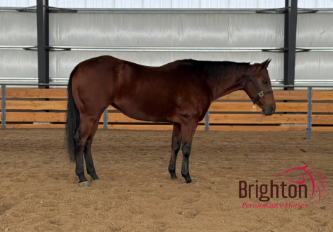 HorseID: 2303932 Tinky Poo Roo - PhotoID: 1086745