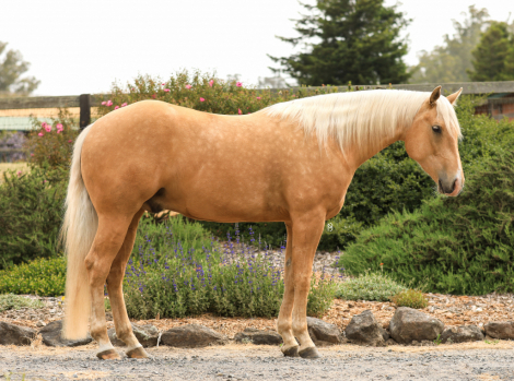 HorseID: 2303935 Jeffery - PhotoID: 1086746