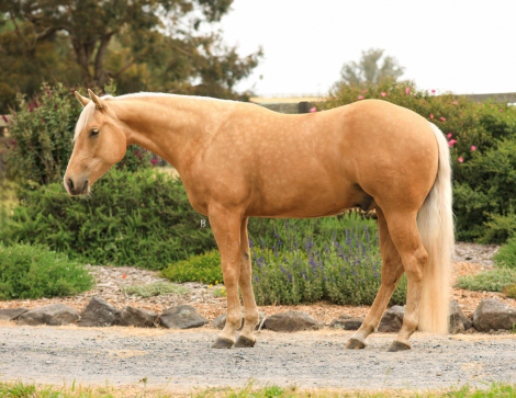 HorseID: 2303935 Jeffery - PhotoID: 1086747