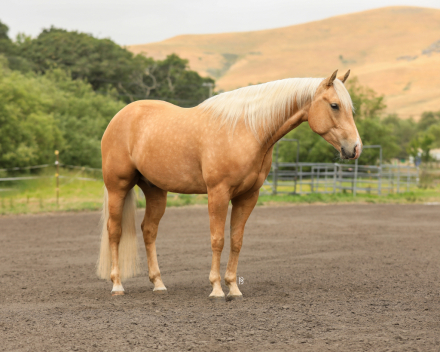 HorseID: 2303935 Jeffery - PhotoID: 1086748